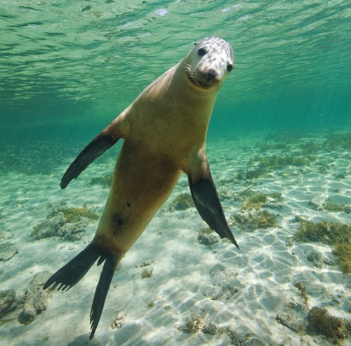 Gallery: Australia's keystone endangered species - Australian Geographic