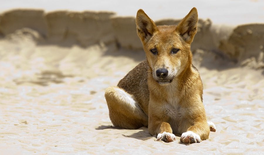 Dingo, Our Animals