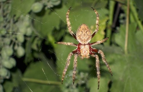 Why don't spiders get stuck in their own webs? - Discover Wildlife