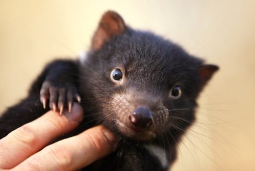 40 Tassie devil babies boost ark population - Australian Geographic