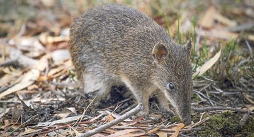 Bring back our bandicoots - Australian Geographic