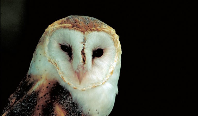 Barn owl ears don't age, scientists discover - Australian Geographic