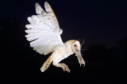 The miracle of flight - Australian Geographic