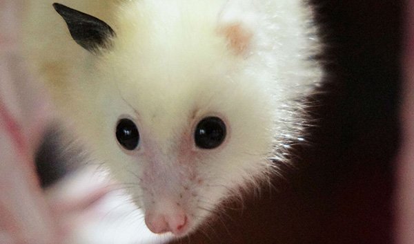 this-rare-white-flying-fox-is-the-cutest-thing-you-ll-see-all-week