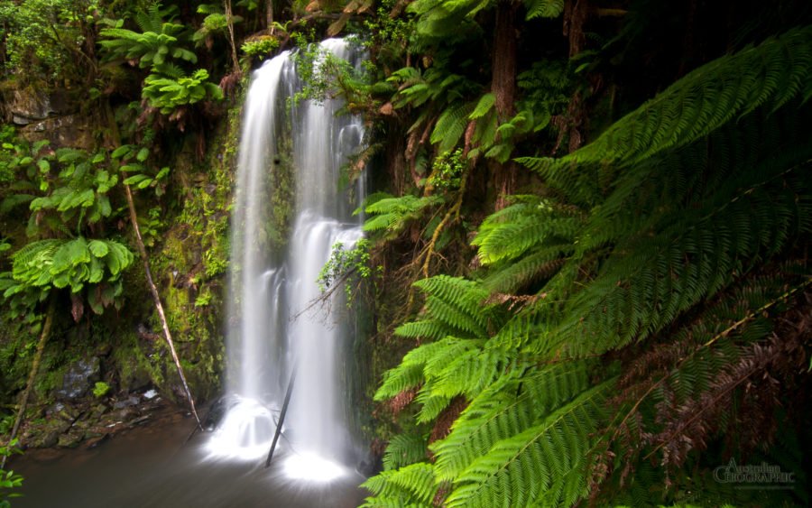 Great Otway National Park, Victoria - Australian Geographic