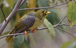 Gallery: Bird beauties of SE Queensland - Australian Geographic