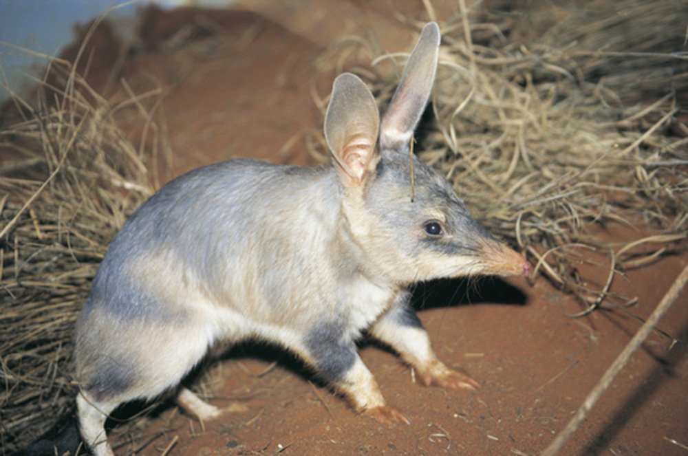 5 ways you can support our native bilbies this Easter