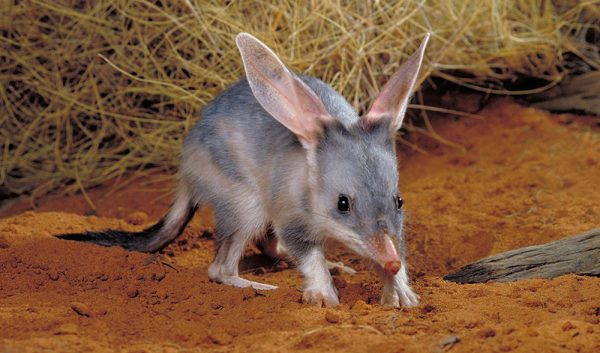 15-million-year-old bilby fossil found in Qld - Australian Geographic