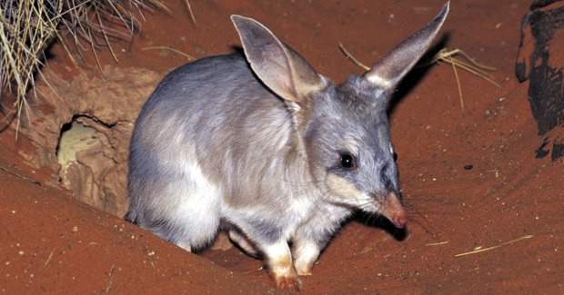 Bilby numbers boosted - Australian Geographic