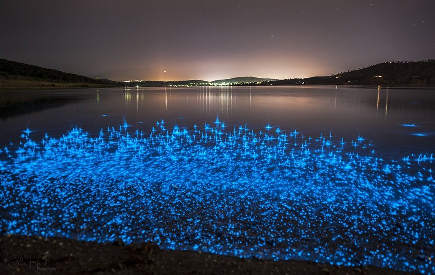 fenomena bioluminescence 15 Keindahan Bumi Yang Semulajadi Berwarna warni Korang 