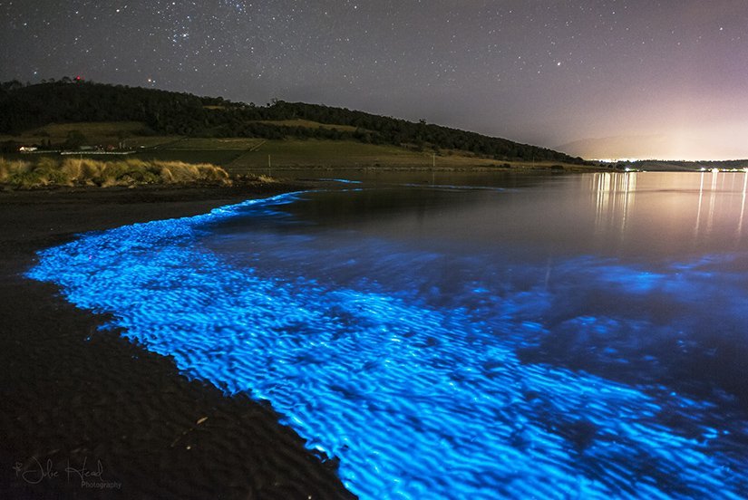 A story about the bioluminescent sea creature, Noctiluca.