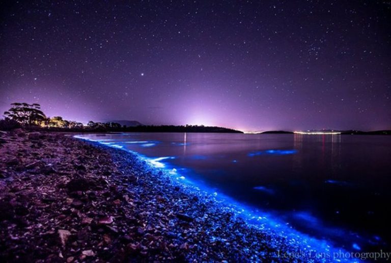 Bioluminescence: 'sea sparkles' light Tassie waters - Australian Geographic