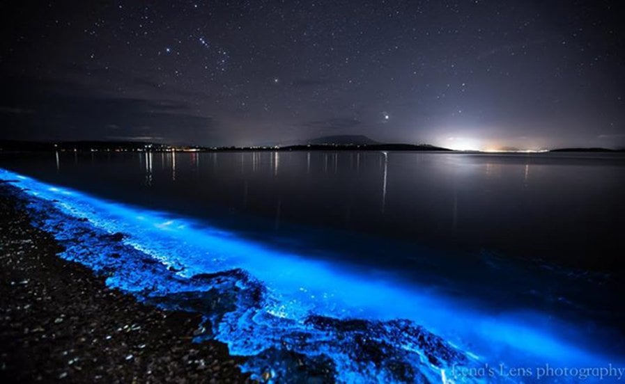 Bioluminescence Sea Sparkles Light Tassie Waters Australian Geographic