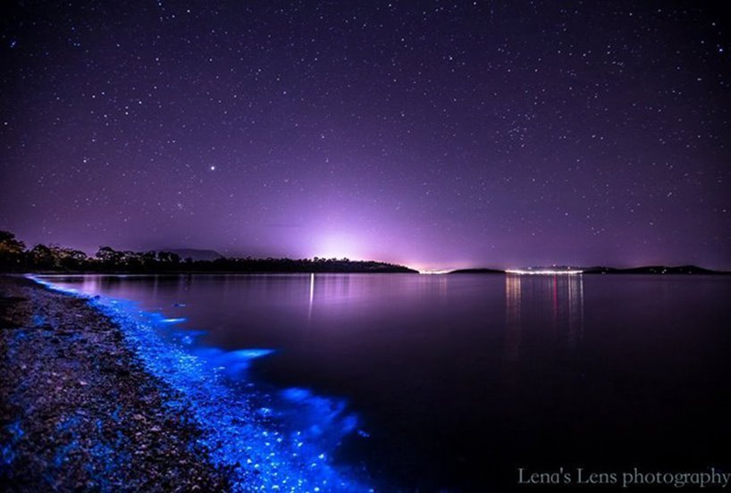 Bioluminescence: 'sea sparkles' light Tassie waters - Australian Geographic