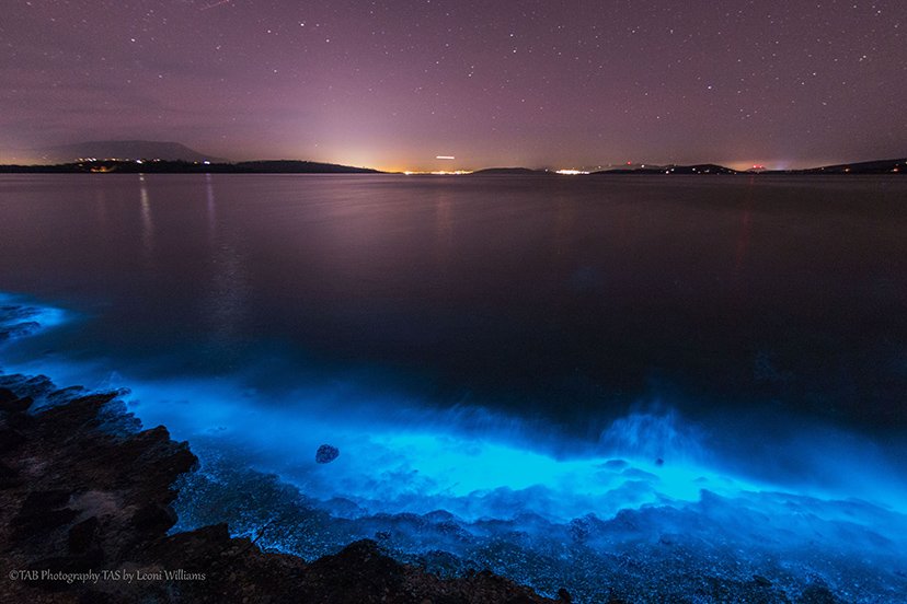 Bioluminescence: 'sea sparkles' light Tassie waters - Australian Geographic