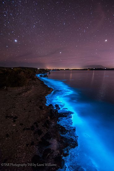 Bioluminescence: 'sea sparkles' light Tassie waters - Australian Geographic