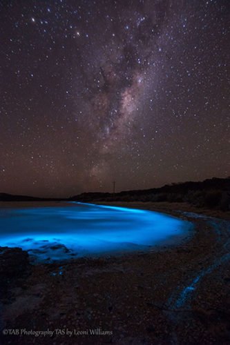 Bioluminescence: 'sea Sparkles' Light Tassie Waters - Australian Geographic