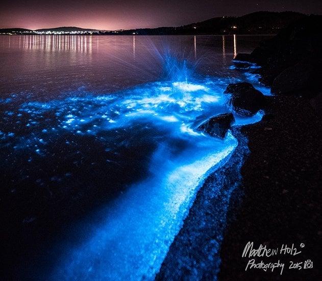 Bioluminescence: 'sea sparkles' light Tassie waters - Australian Geographic