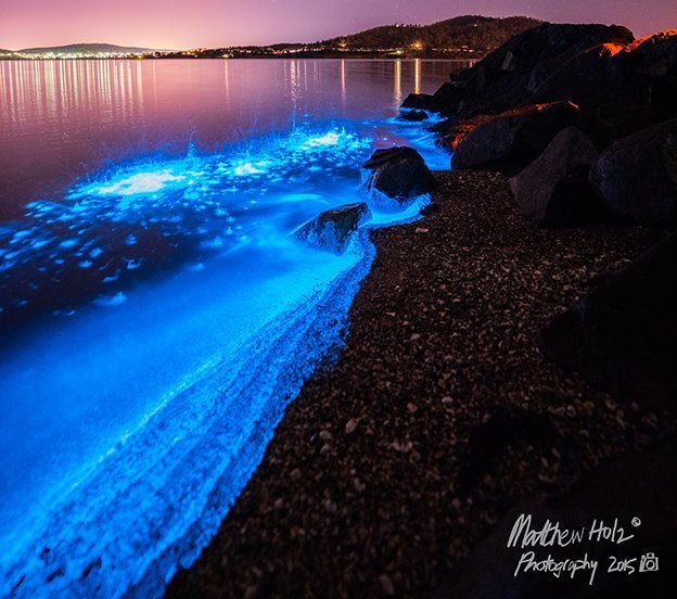 Bioluminescence: 'sea sparkles' light Tassie waters - Australian Geographic