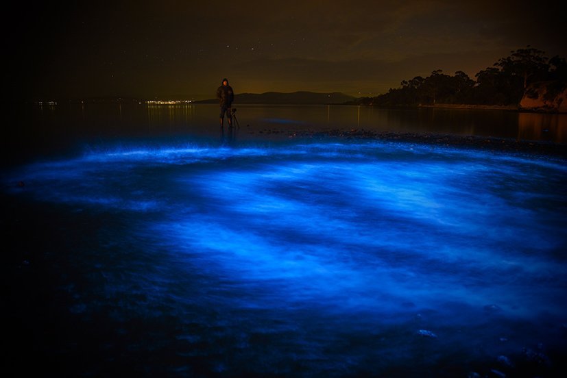 Bioluminescence: 'sea sparkles' light Tassie waters - Australian Geographic