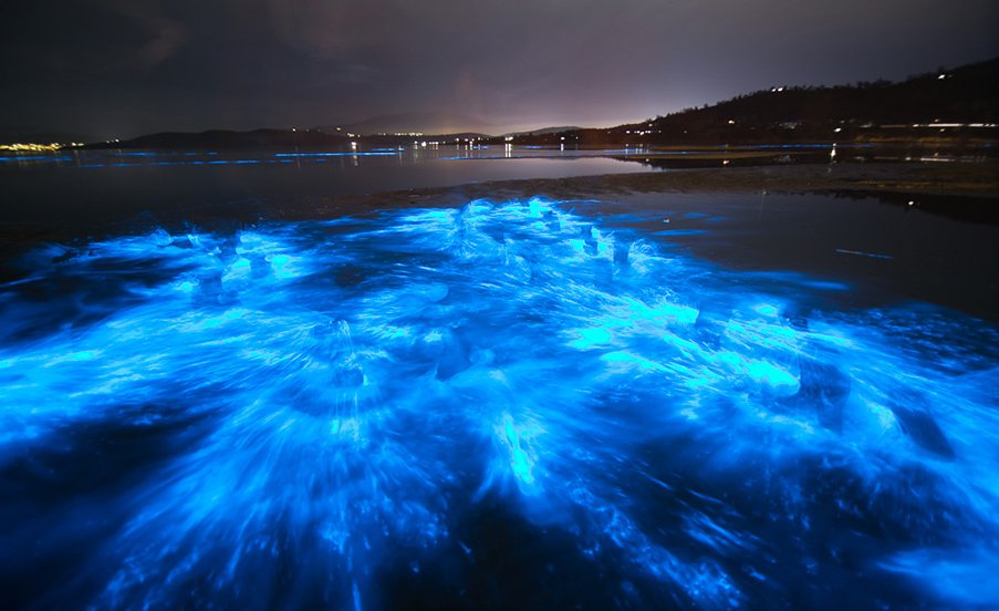 Bioluminescence: 'sea sparkles' light Tassie waters - Australian Geographic