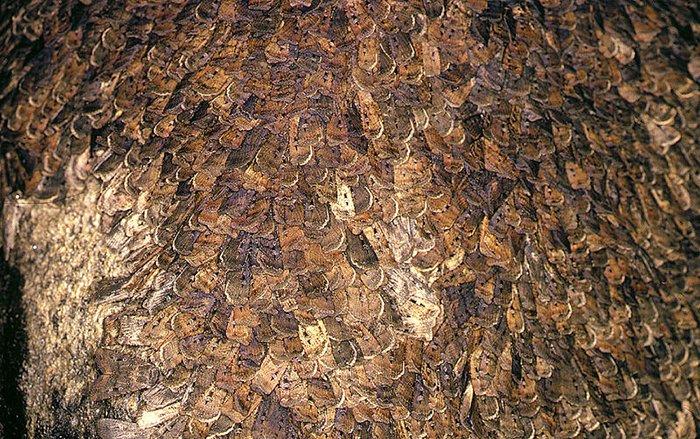 bogong moth
