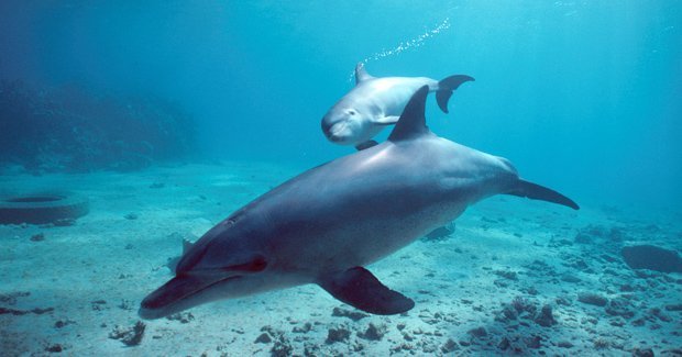 Friends of Dolphins