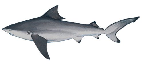 All about Australian sharks - Australian Geographic