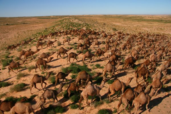 Camel numbers halved in national cull - Australian Geographic