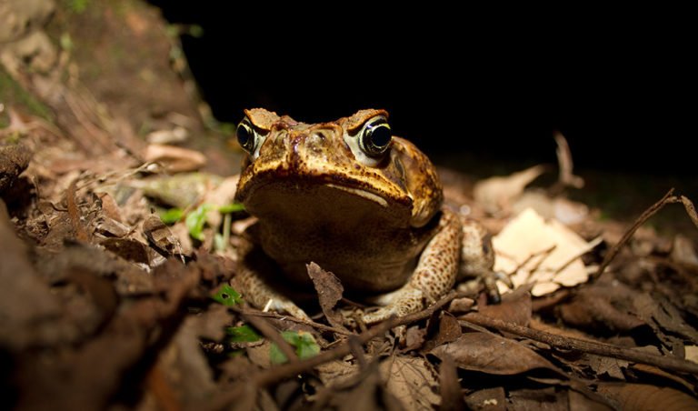 Arthritic Cane Toads Australian Geographic