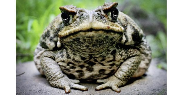Cane toad v cane toad: poison used against itself - Australian Geographic
