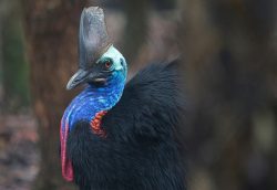 Camera-shy cassowaries tricked by fake fruit - Australian Geographic