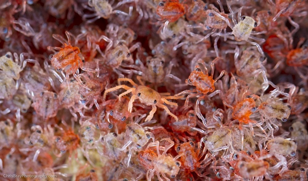 Deck the halls with billions of baby red crabs - Australian Geographic