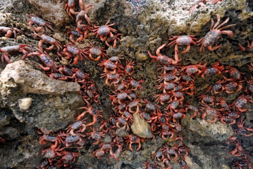 March of the Christmas Island crabs - Australian Geographic