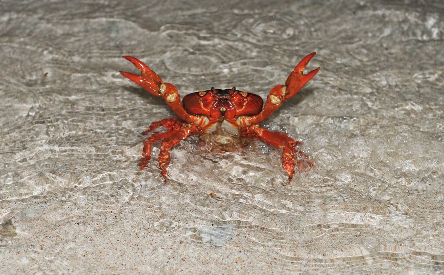 Christmas Island Red Crabs Migration 2024: A Once-in-a-Lifetime Wildlife Spectacle - Stuff To 