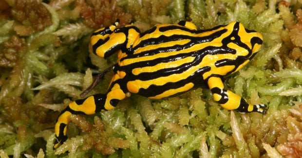 Rare corroboree frog given second chance - Australian Geographic