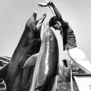Ric's dolphin redemption - Australian Geographic