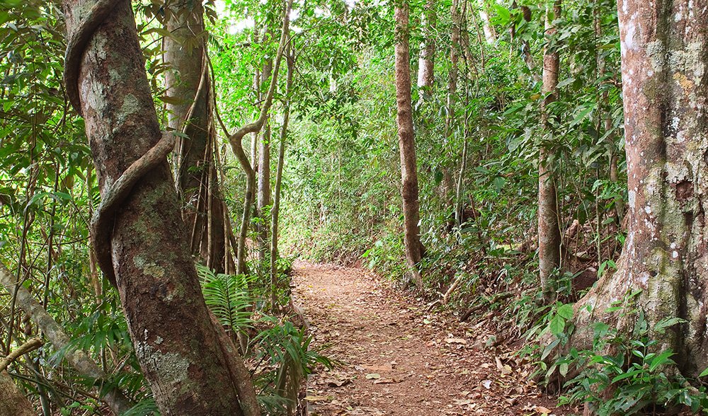 Surreal rainforests in Crater Lakes NP, QLD - Australian Geographic