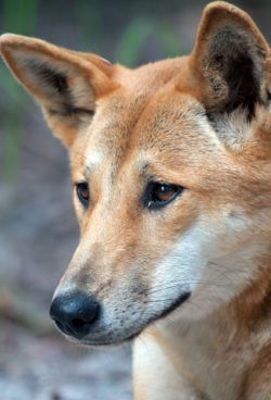 Genetically pure dingoes face extinction - Australian Geographic