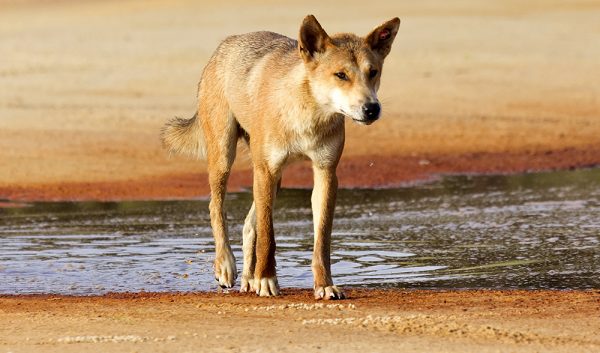 Dingo culls cause more harm than good - Australian Geographic