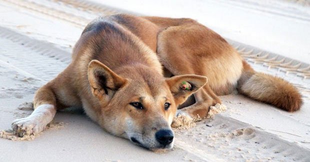 domesticated dingo