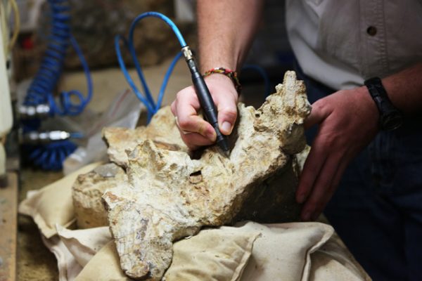 How To Become A Palaeontologist For A Day Australian Geographic