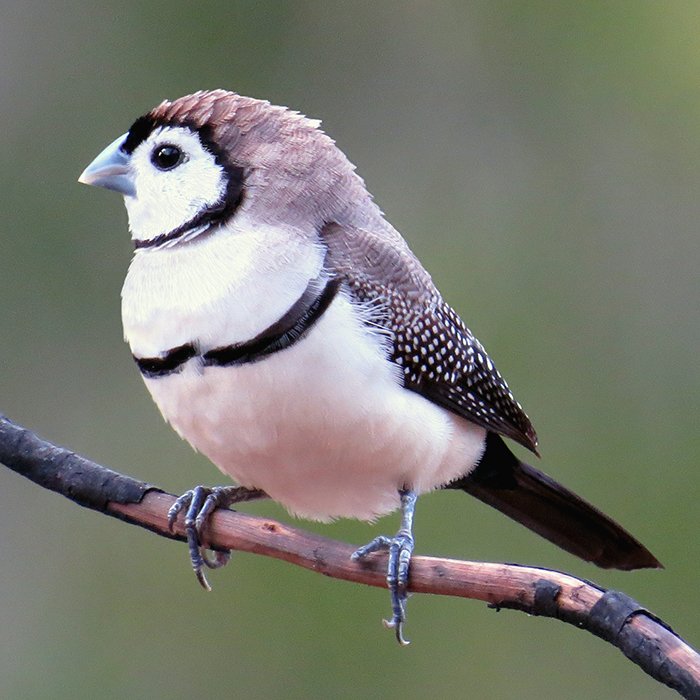 Australian finch sale breeds