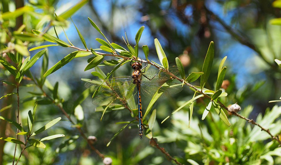 List The Damselflies And Dragonflies Of Australia Australian