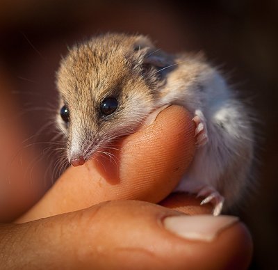 Photographing wildlife with Nick Rains - Australian Geographic