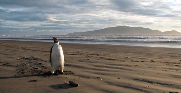 Antarctic Penguin Takes Wrong Turn To NZ Australian Geographic