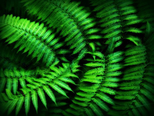 AG Flickr photo: Fern gully - Australian Geographic