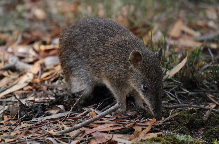 Endangered bandicoots live among us in Melbourne - Australian Geographic