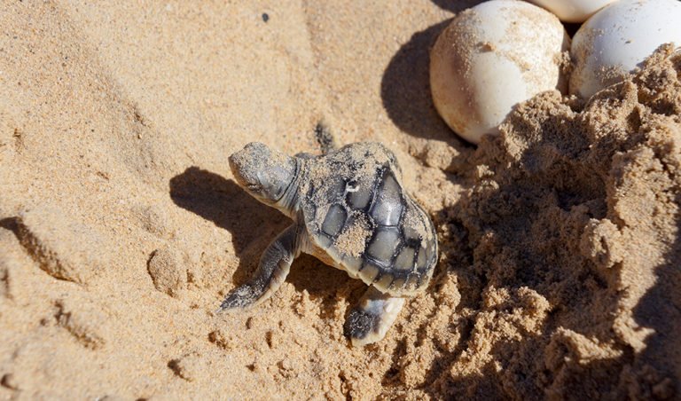 Tracking turtle nests at Eco Beach, WA - Australian Geographic