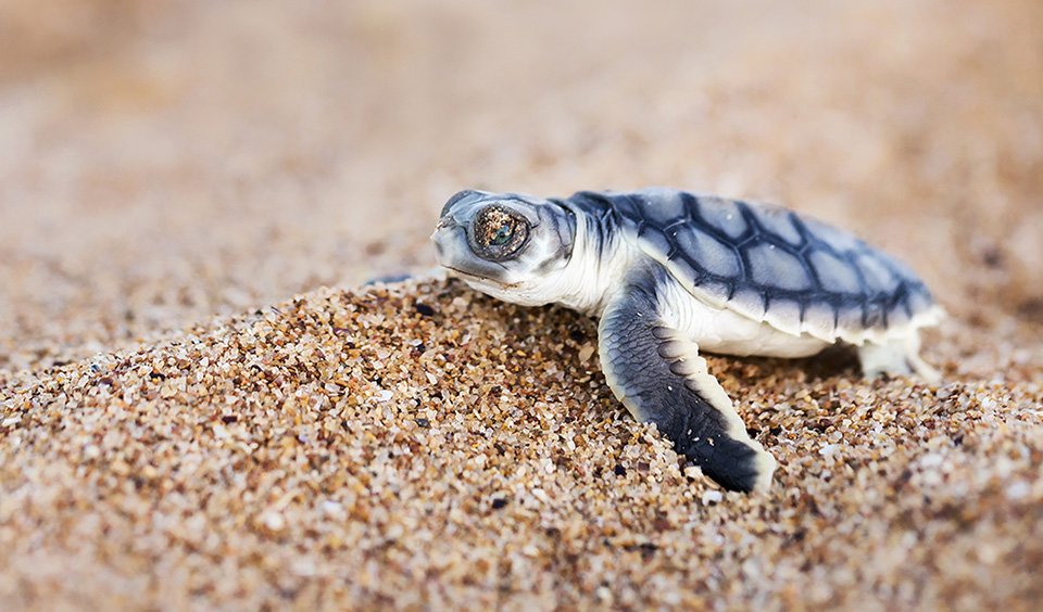 Hatched! - Australian Geographic